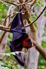 Alameda Conservation Park - Egyptian Fruit Bats
